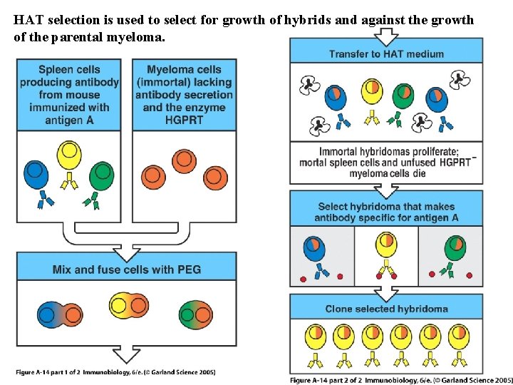 HAT selection is used to select for growth of hybrids and against the growth