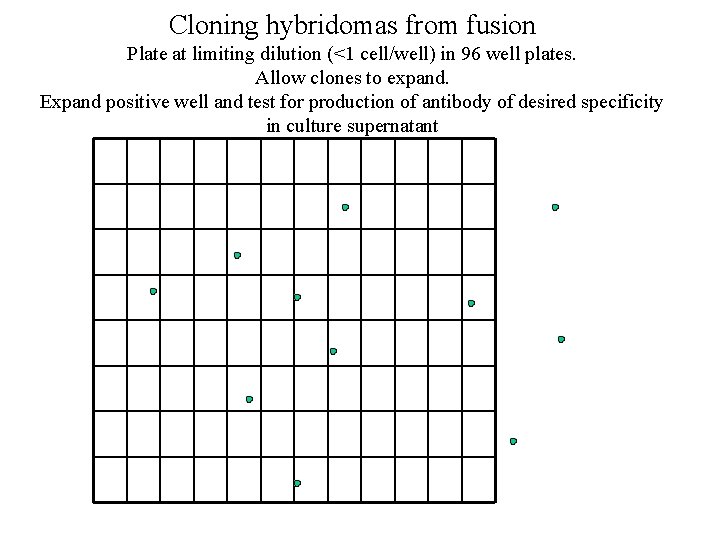 Cloning hybridomas from fusion Plate at limiting dilution (<1 cell/well) in 96 well plates.