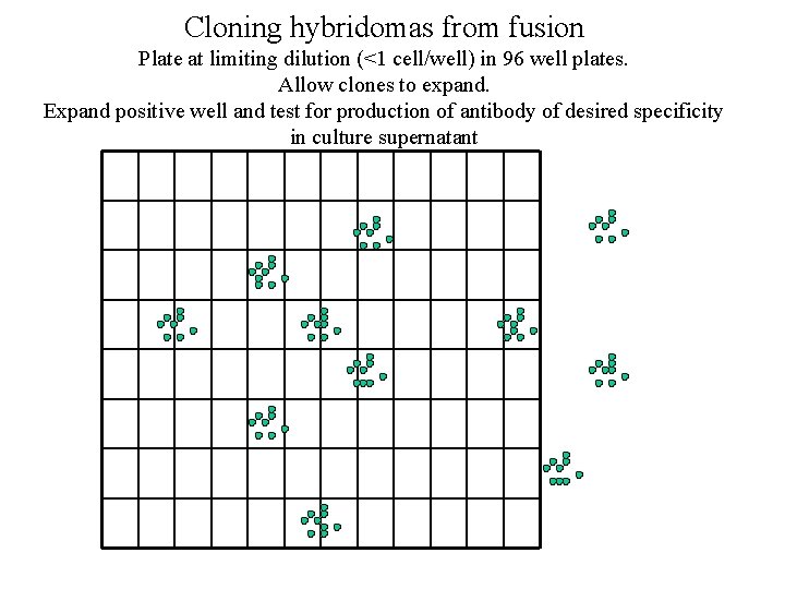 Cloning hybridomas from fusion Plate at limiting dilution (<1 cell/well) in 96 well plates.