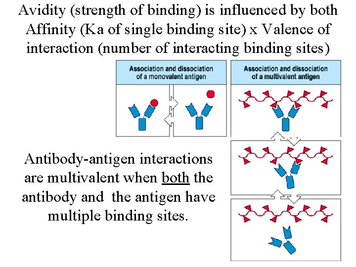 Avidity (strength of binding) is influenced by both Affinity (Ka of single binding site)