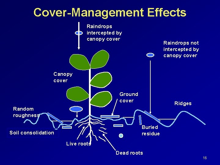 Cover-Management Effects Raindrops intercepted by canopy cover Raindrops not intercepted by canopy cover Canopy