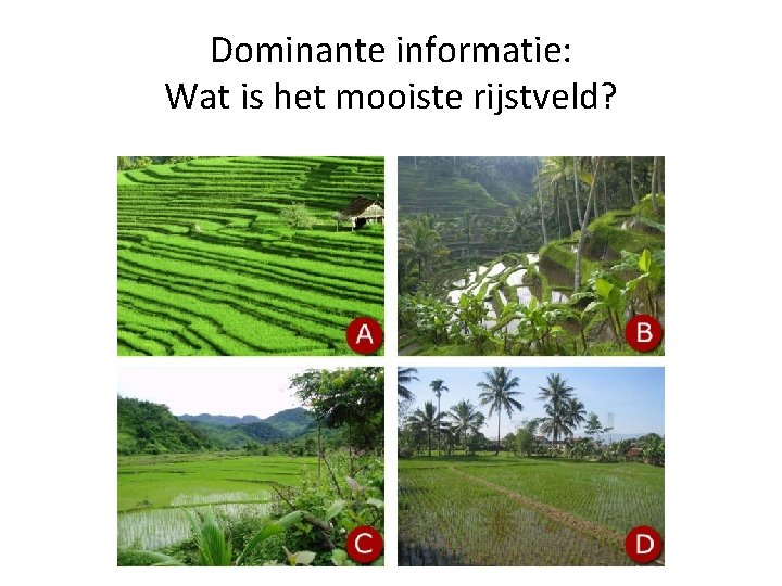 Dominante informatie: Wat is het mooiste rijstveld? 