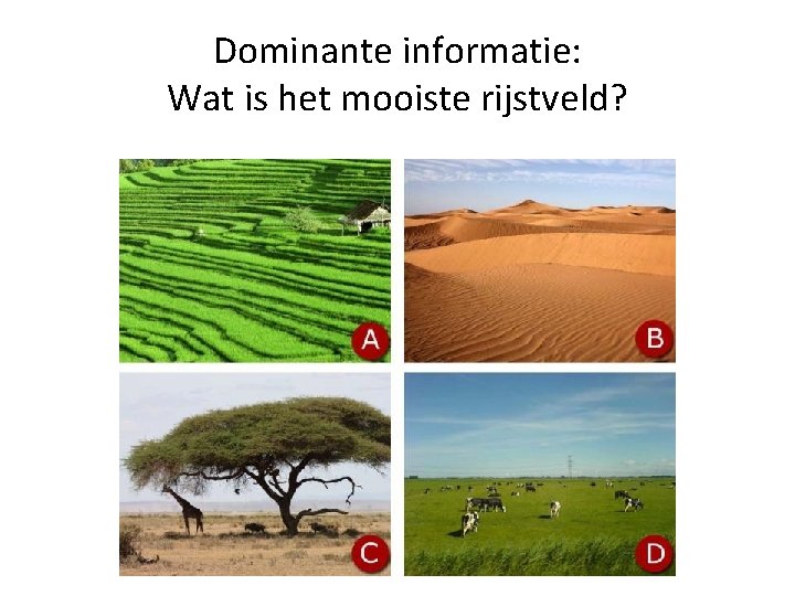 Dominante informatie: Wat is het mooiste rijstveld? 