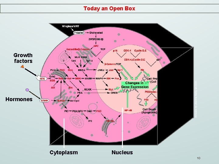 Today an Open Box Growth factors Hormones Cytoplasm Nucleus 10 