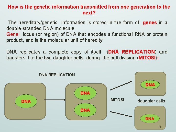 How is the genetic information transmitted from one generation to the next? The hereditary/genetic