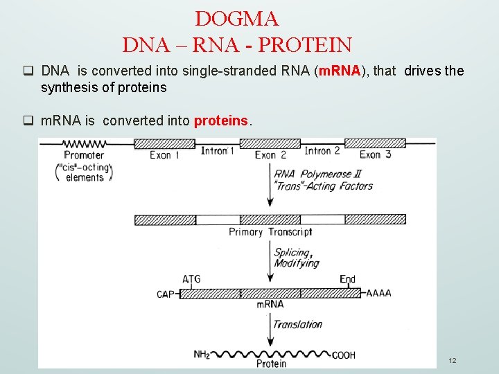 DOGMA DNA – RNA - PROTEIN q DNA is converted into single-stranded RNA (m.