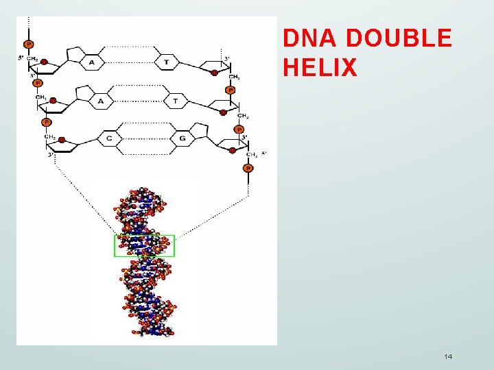 DNA DOUBLE HELIX 14 