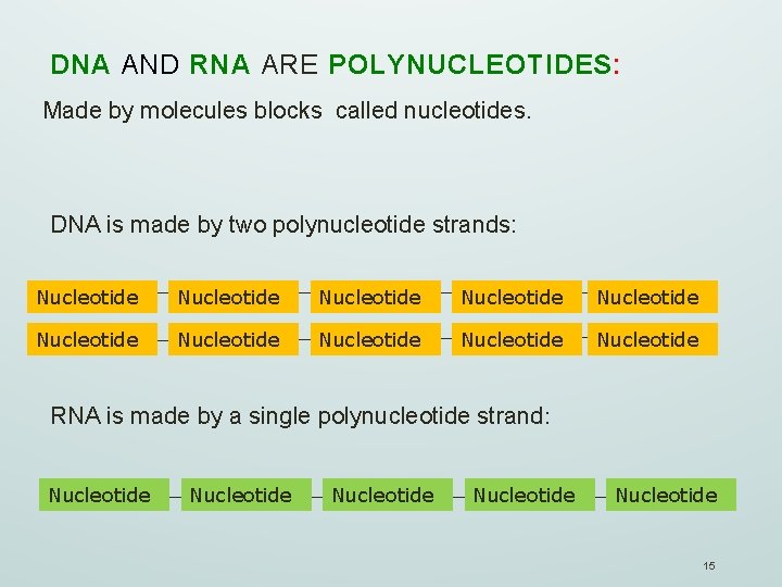 DNA AND RNA ARE POLYNUCLEOTIDES: Made by molecules blocks called nucleotides. DNA is made