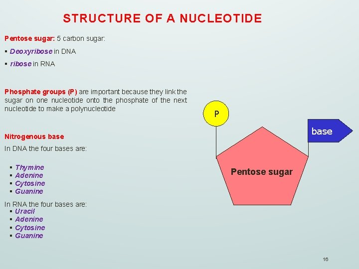 STRUCTURE OF A NUCLEOTIDE Pentose sugar: 5 carbon sugar: § Deoxyribose in DNA §