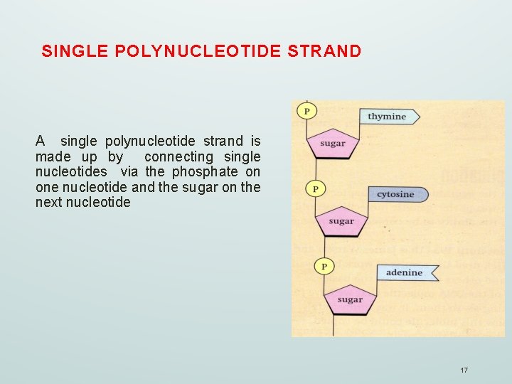 SINGLE POLYNUCLEOTIDE STRAND A single polynucleotide strand is made up by connecting single nucleotides