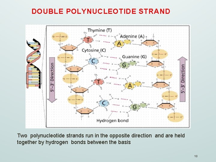 DOUBLE POLYNUCLEOTIDE STRAND Two polynucleotide strands run in the opposite direction and are held