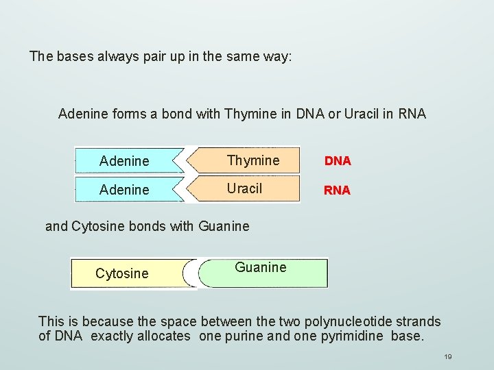 The bases always pair up in the same way: Adenine forms a bond with