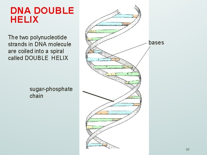 DNA DOUBLE HELIX The two polynucleotide strands in DNA molecule are coiled into a