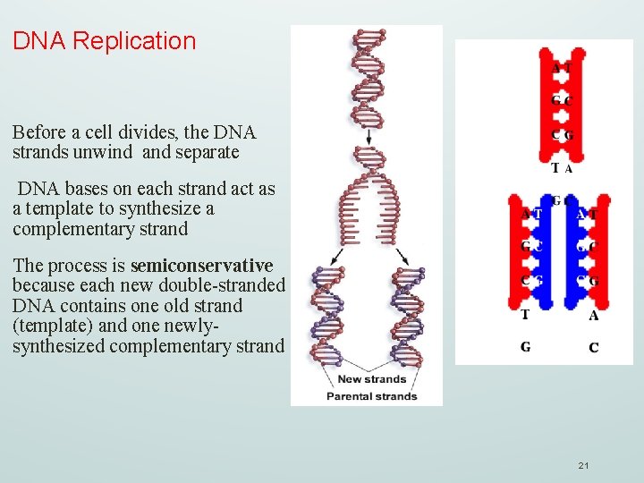 DNA Replication Before a cell divides, the DNA strands unwind and separate DNA bases