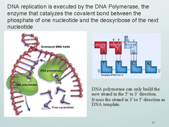 DNA replication is executed by the DNA Polymerase, the enzyme that catalyzes the covalent