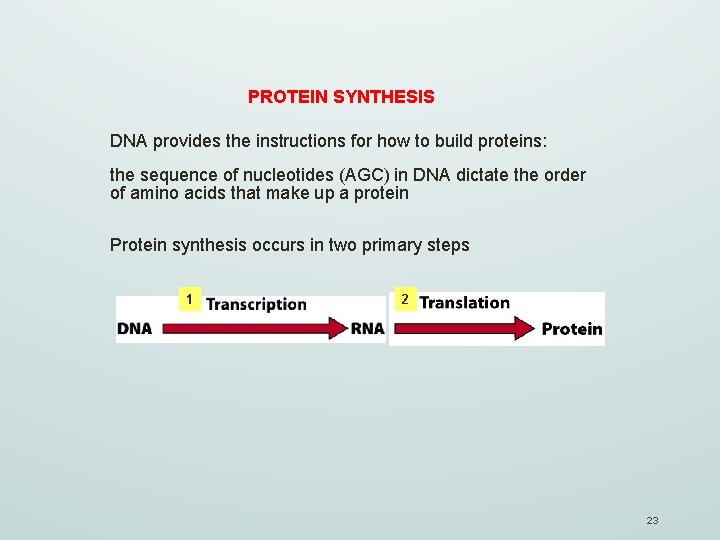 PROTEIN SYNTHESIS DNA provides the instructions for how to build proteins: the sequence of