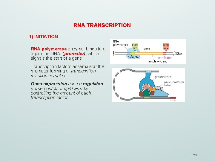 RNA TRANSCRIPTION 1) INITIATION RNA polymerase enzyme binds to a region on DNA (promoter),