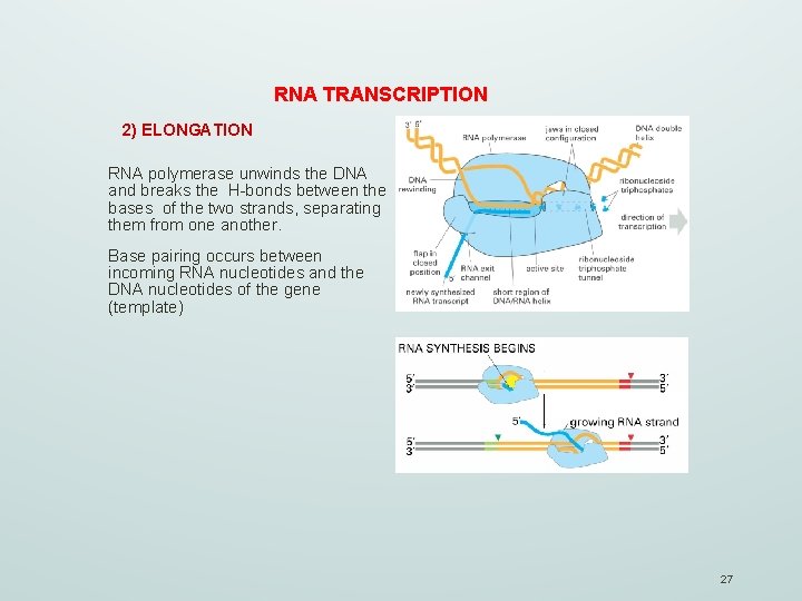 RNA TRANSCRIPTION 2) ELONGATION RNA polymerase unwinds the DNA and breaks the H-bonds between