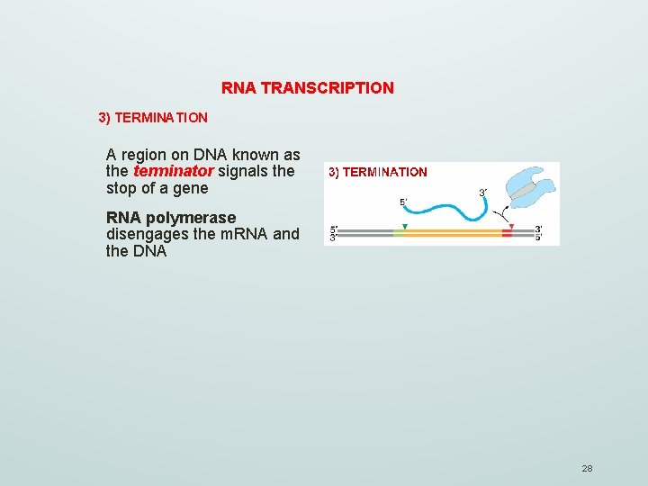 RNA TRANSCRIPTION 3) TERMINATION A region on DNA known as the terminator signals the