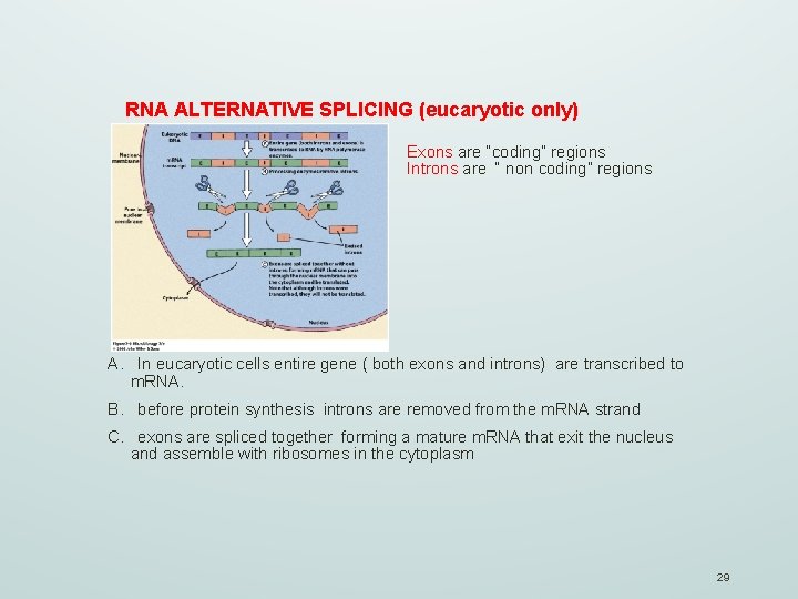 RNA ALTERNATIVE SPLICING (eucaryotic only) Exons are “coding” regions Introns are “ non coding”