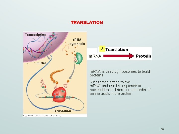 TRANSLATION Transcription t. RNA synthesis 2 1 m. RNAm. RNA copy of a gene