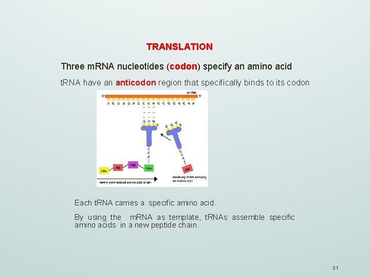 TRANSLATION Three m. RNA nucleotides (codon) specify an amino acid t. RNA have an
