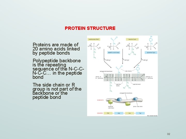 PROTEIN STRUCTURE Proteins are made of 20 amino acids linked by peptide bonds Polypeptide