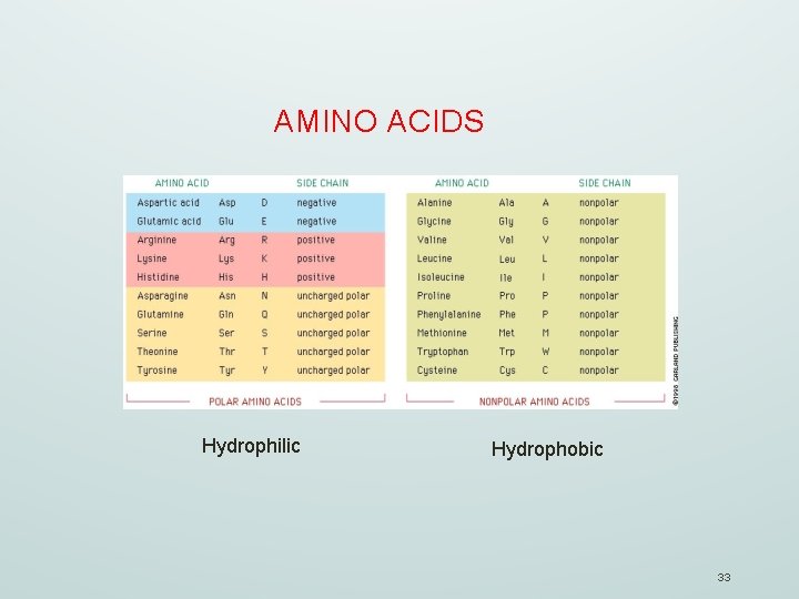 AMINO ACIDS Hydrophilic Hydrophobic 33 