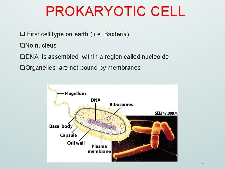 PROKARYOTIC CELL q First cell type on earth ( i. e. Bacteria) q. No