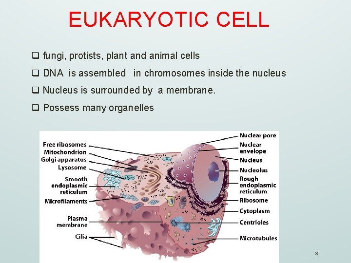 EUKARYOTIC CELL q fungi, protists, plant and animal cells q DNA is assembled in