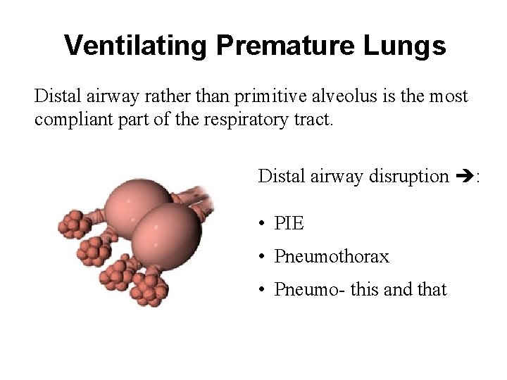 Ventilating Premature Lungs Distal airway rather than primitive alveolus is the most compliant part