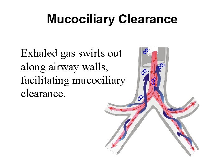 Mucociliary Clearance CO 2 Exhaled gas swirls out along airway walls, facilitating mucociliary clearance. Mucociliary Clearance CO 2 Exhaled gas swirls out along airway walls, facilitating mucociliary clearance.