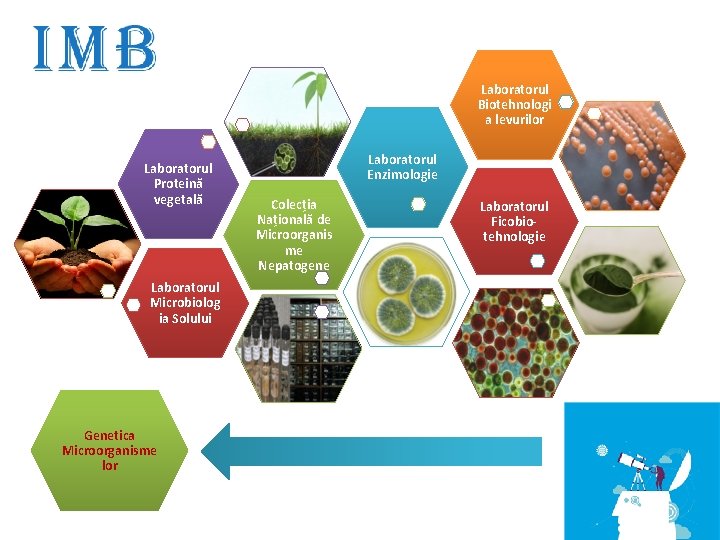 Laboratorul Biotehnologi a levurilor Laboratorul Proteină vegetală Laboratorul Microbiolog ia Solului Genetica Microorganisme lor