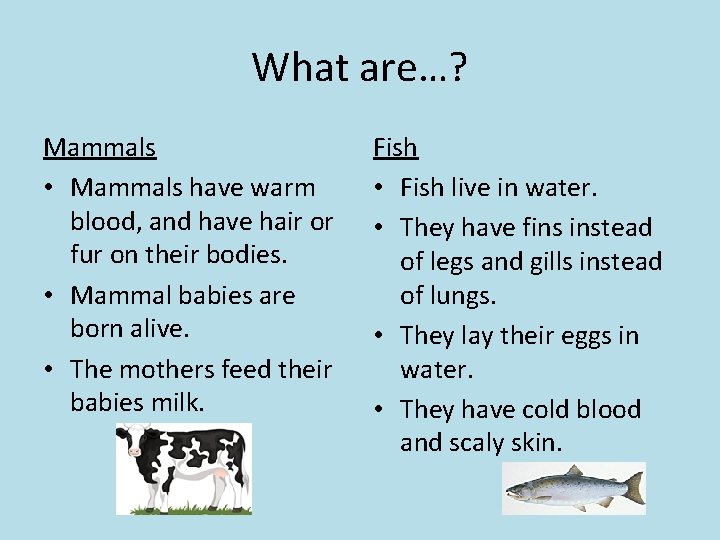 What are…? Mammals • Mammals have warm blood, and have hair or fur on