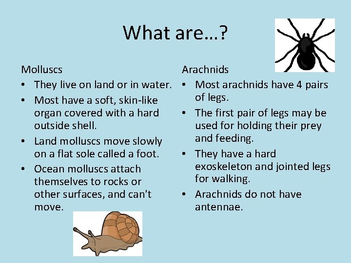 What are…? Molluscs • They live on land or in water. • Most have