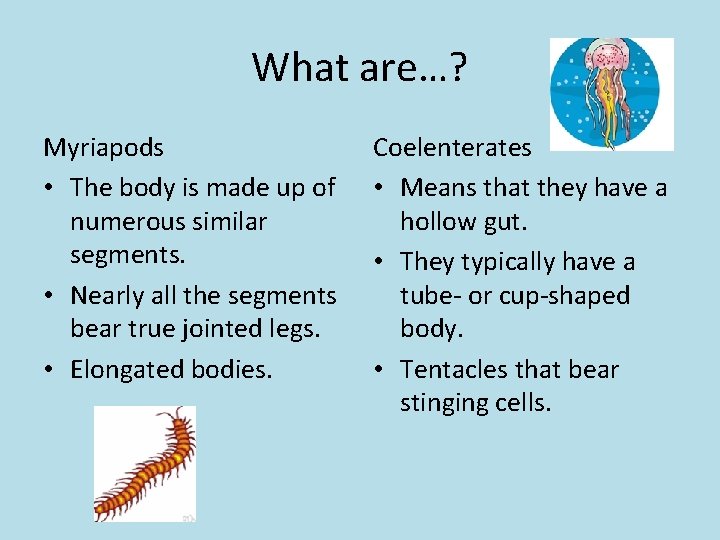 What are…? Myriapods • The body is made up of numerous similar segments. •