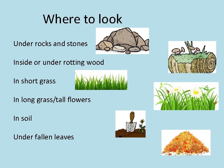 Where to look Under rocks and stones Inside or under rotting wood In short