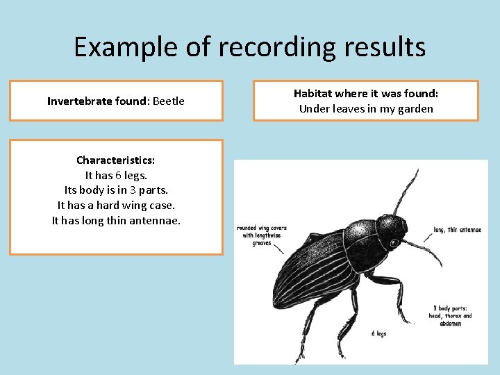 Example of recording results Invertebrate found: Beetle Characteristics: It has 6 legs. Its body