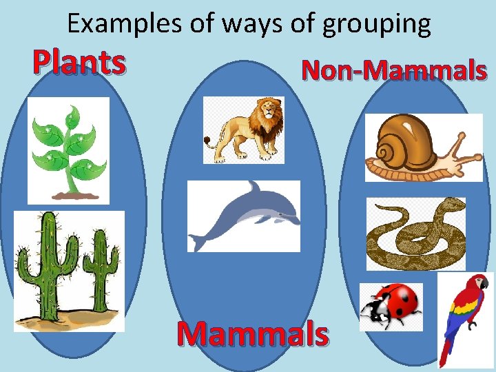 Examples of ways of grouping Plants Non-Mammals 