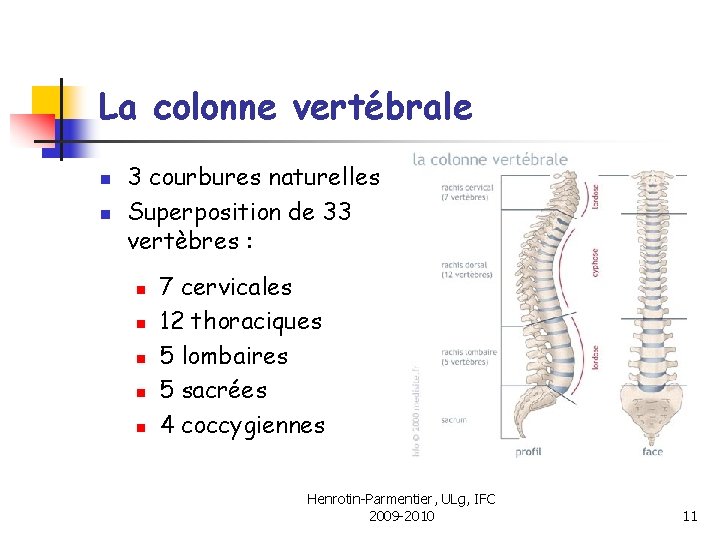 La colonne vertébrale n n 3 courbures naturelles Superposition de 33 vertèbres : n