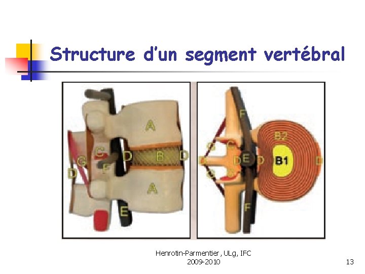 Structure d’un segment vertébral Henrotin-Parmentier, ULg, IFC 2009 -2010 13 