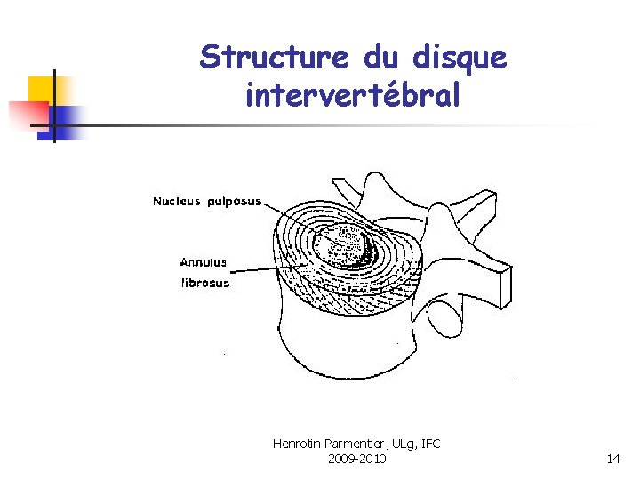 Structure du disque intervertébral Henrotin-Parmentier, ULg, IFC 2009 -2010 14 