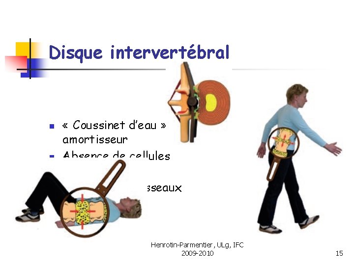 Disque intervertébral n n n « Coussinet d’eau » amortisseur Absence de cellules nerveuses