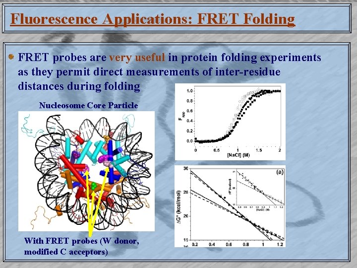 Fluorescence Applications: FRET Folding FRET probes are very useful in protein folding experiments as