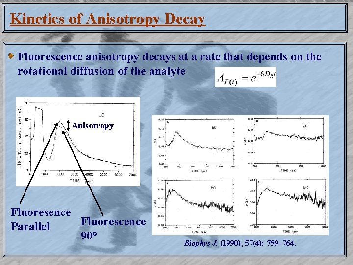 Kinetics of Anisotropy Decay Fluorescence anisotropy decays at a rate that depends on the