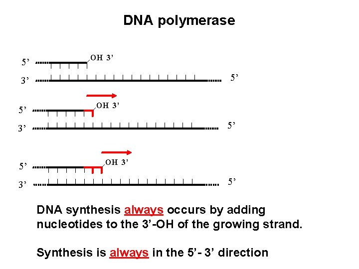 DNA polymerase 5’ OH 3’ 5’ 3’ OH 3’ 5’ DNA synthesis always occurs