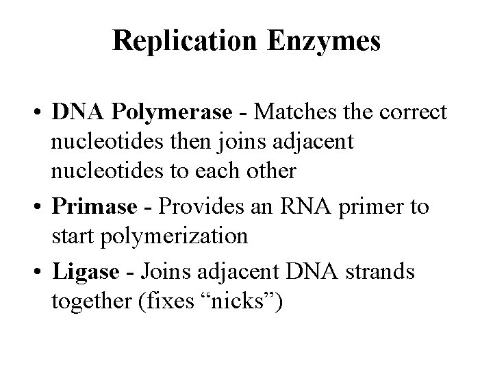 Replication Enzymes • DNA Polymerase - Matches the correct nucleotides then joins adjacent nucleotides