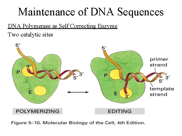 Maintenance of DNA Sequences DNA Polymerase as Self Correcting Enzyme Two catalytic sites 
