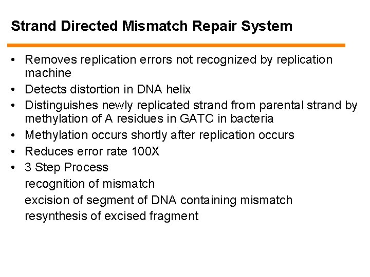 Strand Directed Mismatch Repair System • Removes replication errors not recognized by replication machine