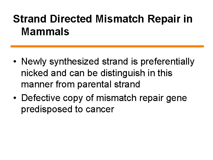 Strand Directed Mismatch Repair in Mammals • Newly synthesized strand is preferentially nicked and